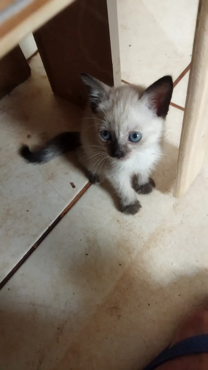 Gato raça SRD-ViraLata idade 2 a 6 meses nome Sem nome