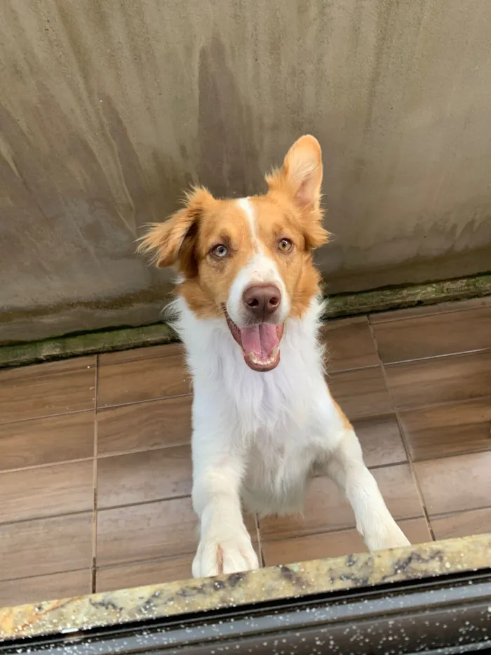 Cachorro raça SRD-ViraLata idade 2 anos nome Xerife 