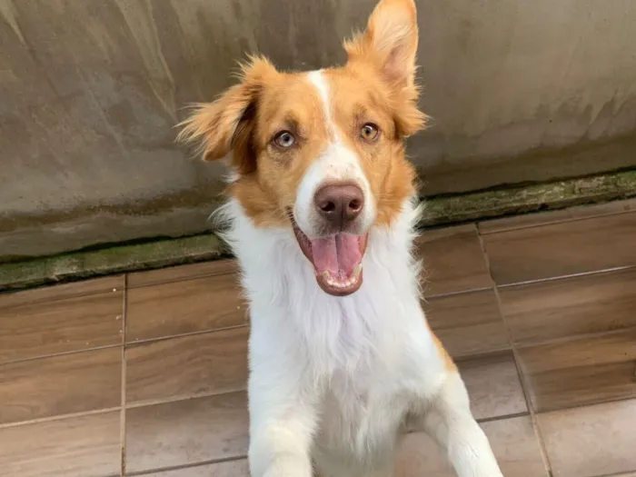 Cachorro raça SRD-ViraLata idade 2 anos nome Xerife 