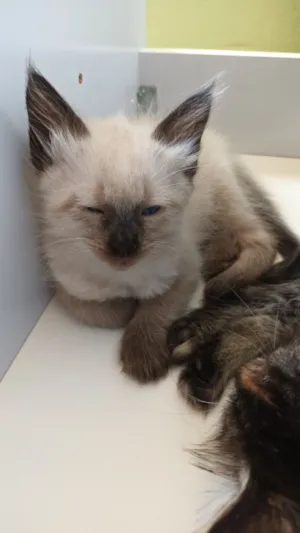Gato raça Siamês idade Abaixo de 2 meses nome Mali