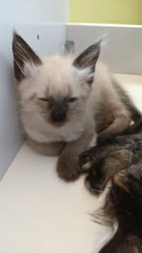 Gato raça Siamês idade Abaixo de 2 meses nome Mali