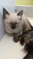 Gato raça Siamês idade Abaixo de 2 meses nome Mali