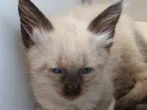 Gato raça Siamês idade Abaixo de 2 meses nome Mali
