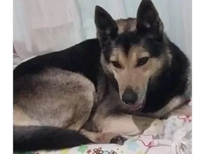 Cachorro raça SRD-ViraLata idade 6 ou mais anos nome Pretinho 