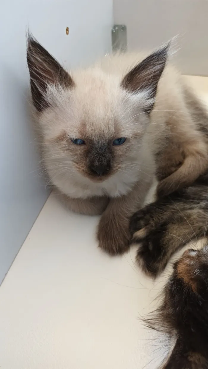 Gato raça Siamês idade Abaixo de 2 meses nome Mali
