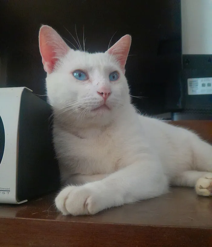 Gato raça SRD-ViraLata idade 3 anos nome Flokinho