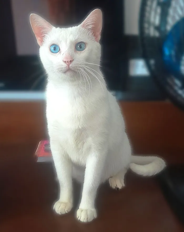 Gato raça SRD-ViraLata idade 3 anos nome Flokinho