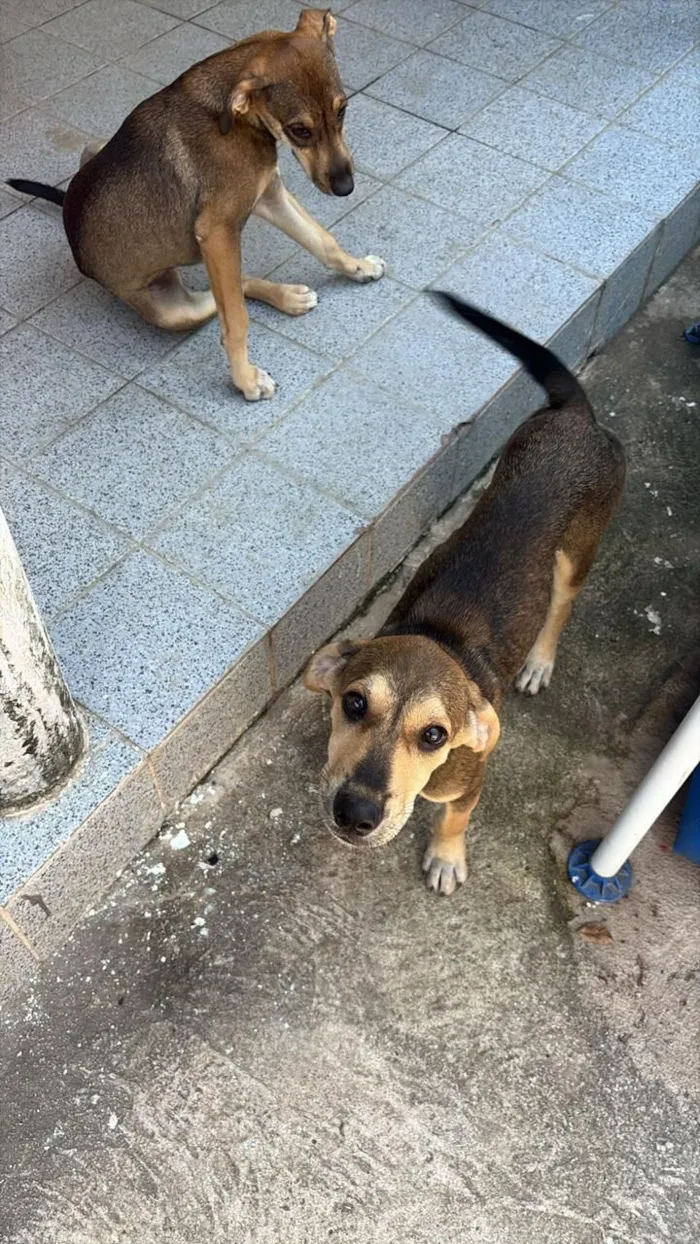 Cachorro raça SRD-ViraLata idade 2 a 6 meses nome DIEGO