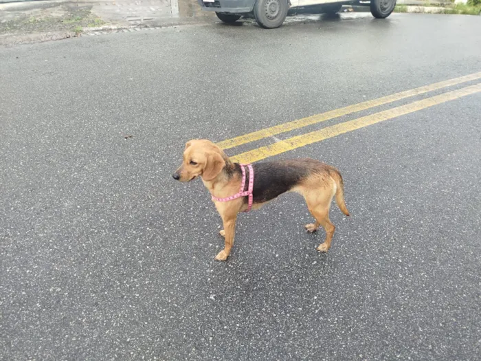 Gato raça SRD-ViraLata idade 7 a 11 meses nome Ainda não possui 