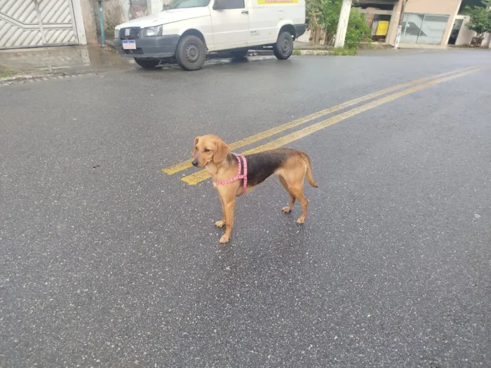 Gato raça SRD-ViraLata idade 7 a 11 meses nome Ainda não possui 