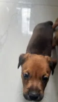 Cachorro raça SRD-ViraLata idade Abaixo de 2 meses nome Ulisses Nogueira