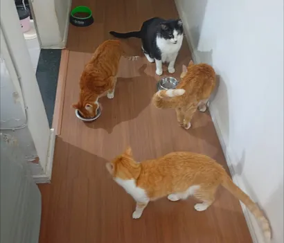 Gato raça SRD-ViraLata idade 6 ou mais anos nome Gemeos, Ferrugem e Pepê