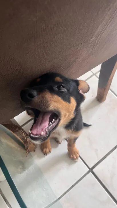 Cachorro raça SRD-ViraLata idade 2 a 6 meses nome Diego 