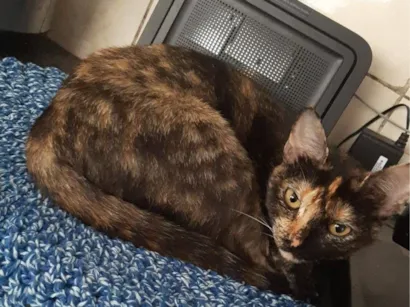 Gato raça SRD-ViraLata idade 1 ano nome Sem nome definido