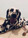 Cachorro raça Dálmata idade 4 anos nome Chico