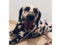Cachorro raça Dálmata idade 4 anos nome Chico