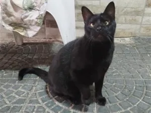 Gato raça SRD-ViraLata idade 4 anos nome Ruan  e Negão