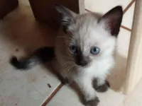 Gato raça SRD-ViraLata idade 2 a 6 meses nome Sem nome