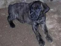 Cachorro raça SRD-ViraLata idade 2 a 6 meses nome sem nome