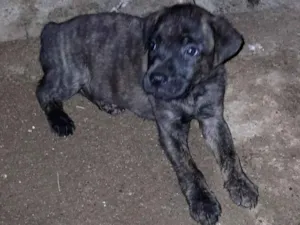 Cachorro raça SRD-ViraLata idade 2 a 6 meses nome sem nome