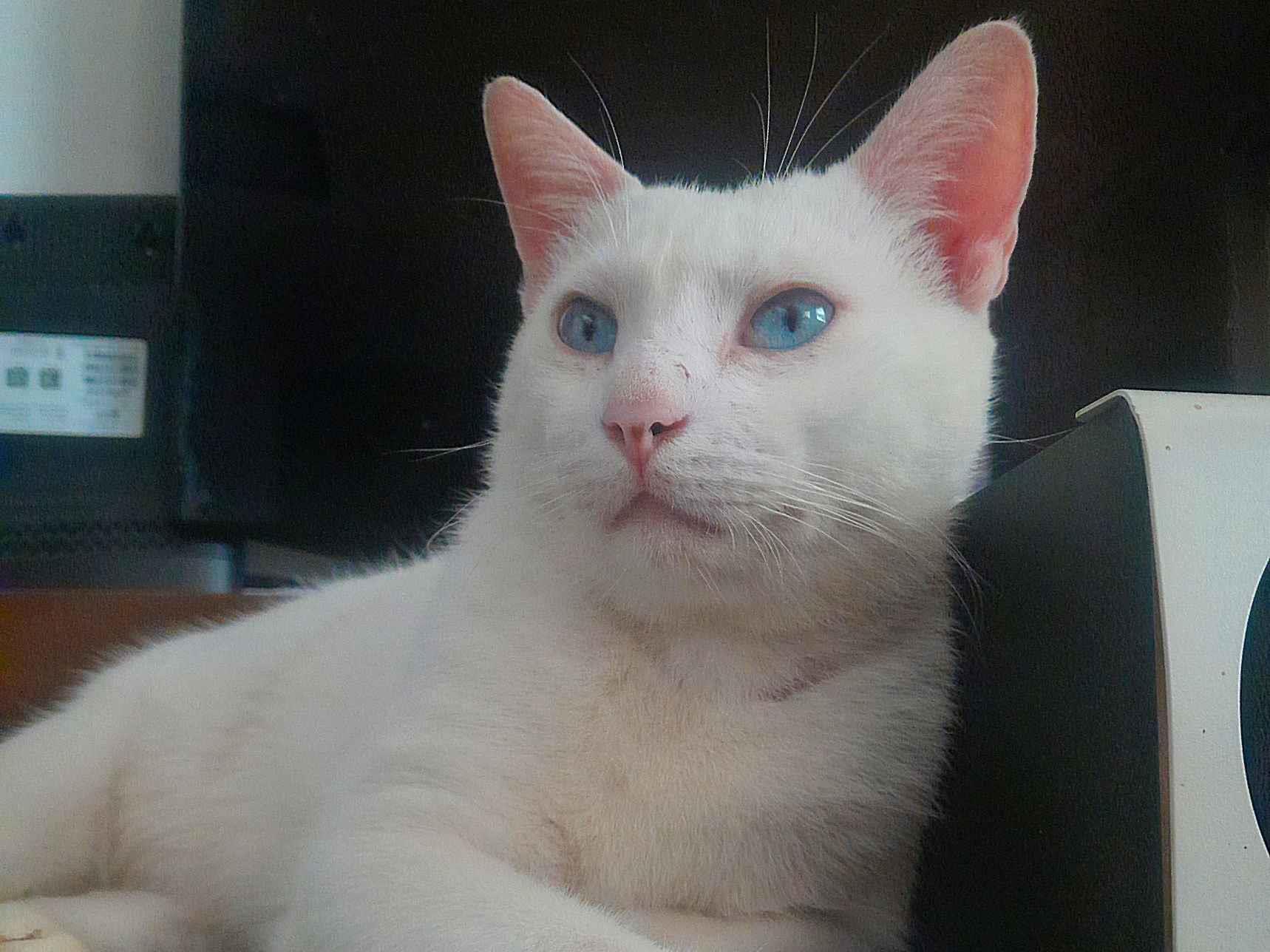 Gato raça SRD-ViraLata idade 3 anos nome Flokinho