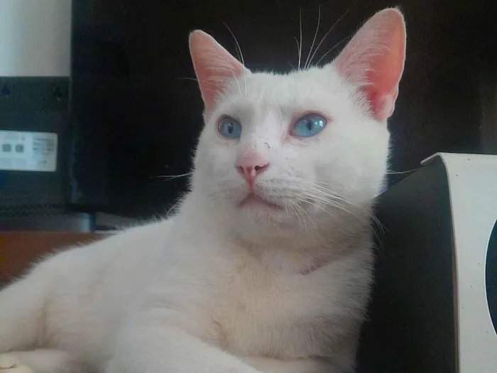 Gato raça SRD-ViraLata idade 3 anos nome Flokinho