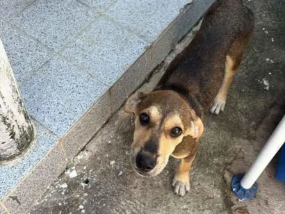 Cachorro raça SRD-ViraLata idade 2 a 6 meses nome DIEGO