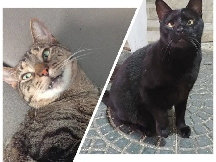 Gato raça SRD-ViraLata idade 4 anos nome Ruan  e Negão