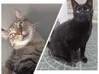 Gato raça SRD-ViraLata idade 4 anos nome Ruan  e Negão