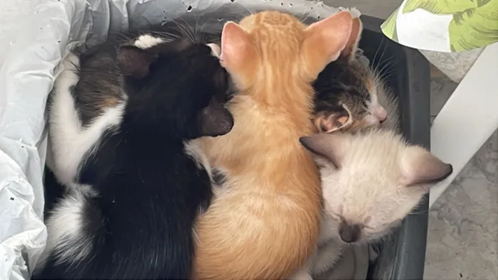 Gato raça SRD-ViraLata idade Abaixo de 2 meses nome Rita