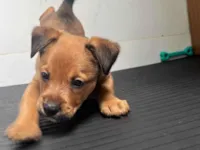 Cachorro raça SRD-ViraLata idade Abaixo de 2 meses nome Ulisses Nogueira