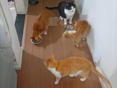 Gato raça SRD-ViraLata idade 6 ou mais anos nome Gemeos, Ferrugem e Pepê