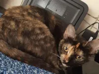 Gato raça SRD-ViraLata idade 1 ano nome Sem nome definido