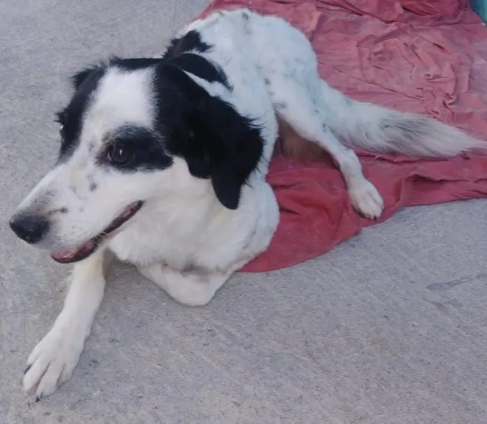 Cachorro raça SRD-ViraLata idade 1 ano nome Nina