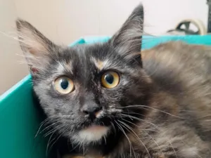 Gato raça SRD-ViraLata idade 2 a 6 meses nome Dara