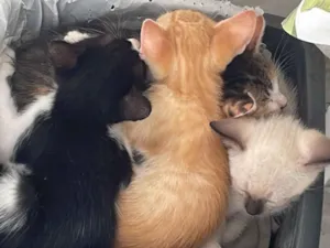 Gato raça SRD-ViraLata idade Abaixo de 2 meses nome Rita