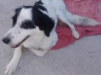 Cachorro raça SRD-ViraLata idade 1 ano nome Nina
