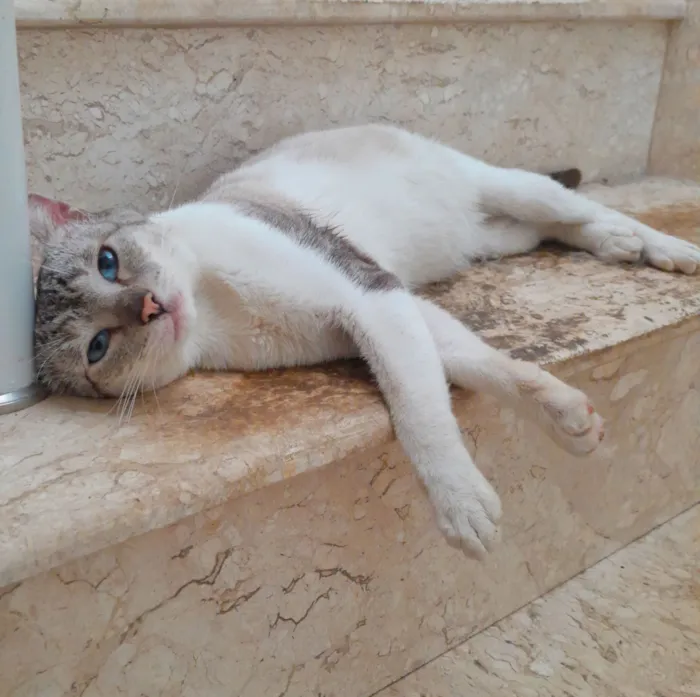 Gato raça SRD-ViraLata idade 2 anos nome Rafinha Rodolfo Periquitinho