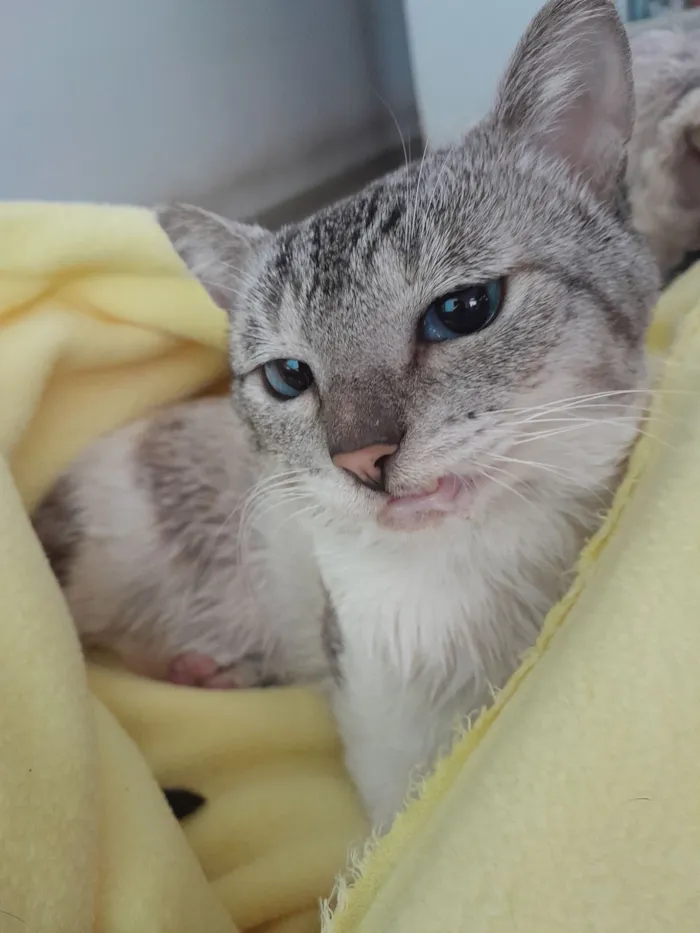 Gato raça SRD-ViraLata idade 2 anos nome Rafinha Rodolfo Periquitinho