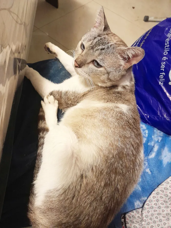 Gato raça SRD-ViraLata idade 2 anos nome Rafinha Rodolfo Periquitinho