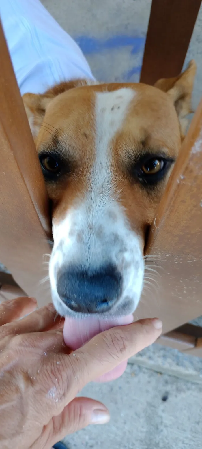 Cachorro raça Pit-Bull idade 2 anos nome Pandora