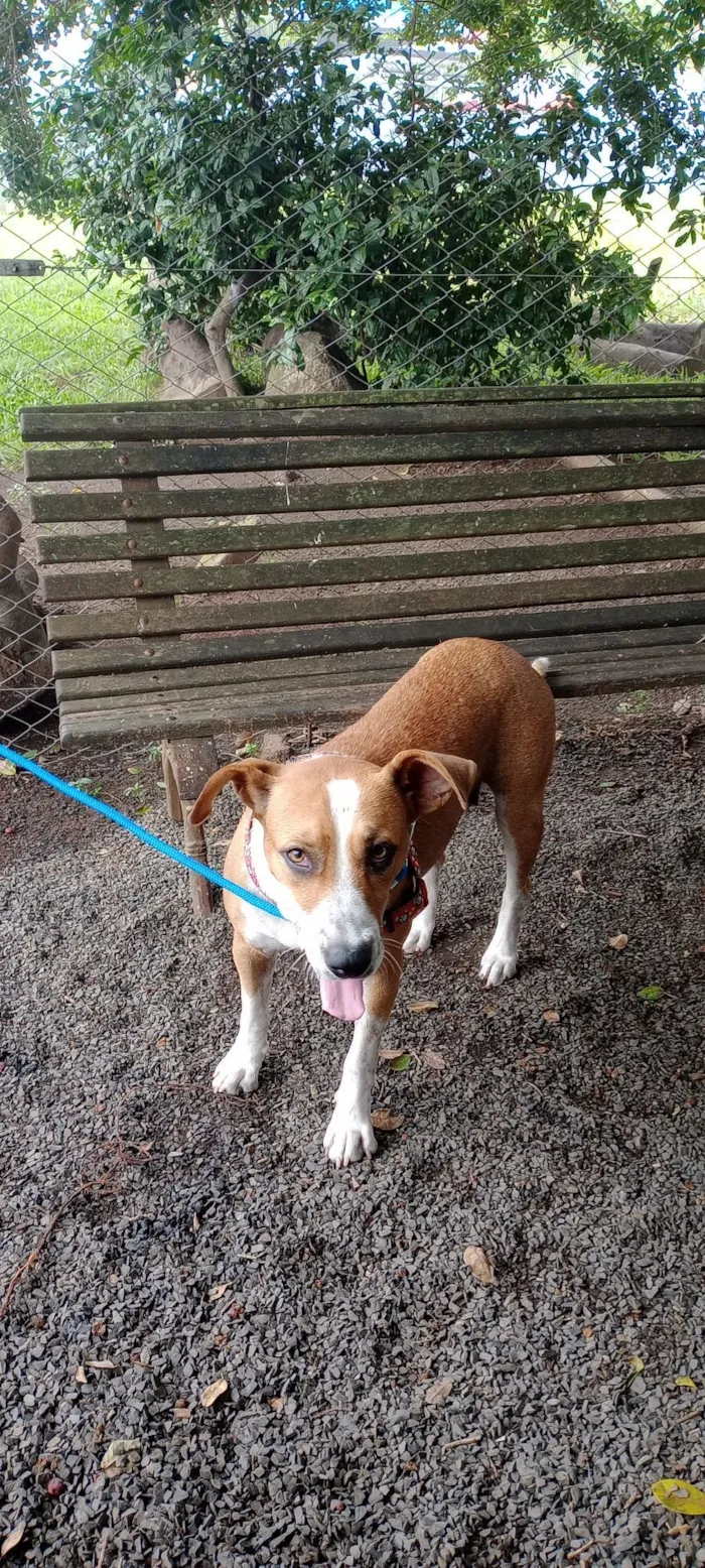 Cachorro raça Pit-Bull idade 2 anos nome Pandora