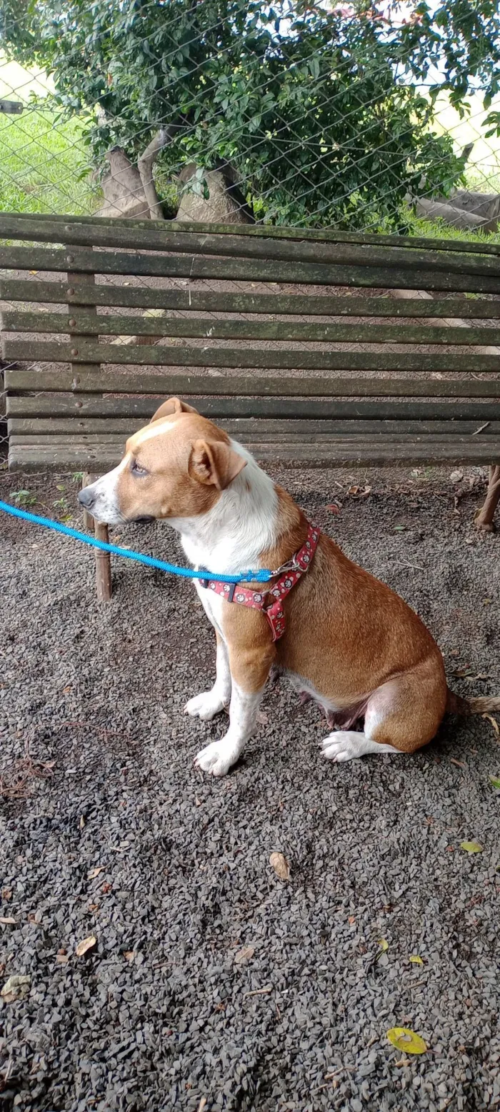 Cachorro raça Pit-Bull idade 2 anos nome Pandora