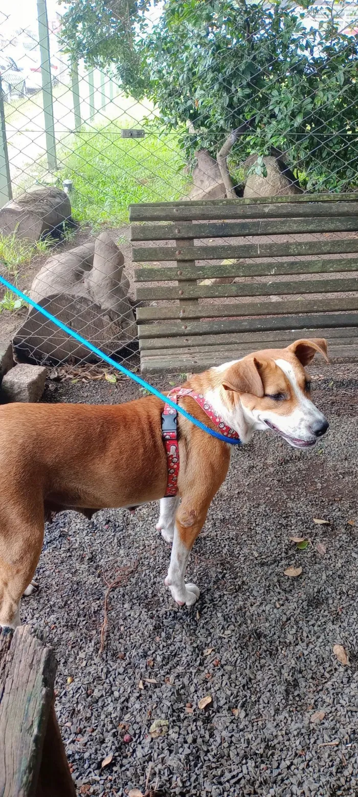 Cachorro raça Pit-Bull idade 2 anos nome Pandora