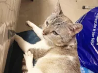 Gato raça SRD-ViraLata idade 2 anos nome Rafinha Rodolfo Periquitinho
