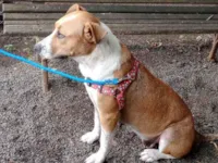 Cachorro raça Pit-Bull idade 2 anos nome Pandora