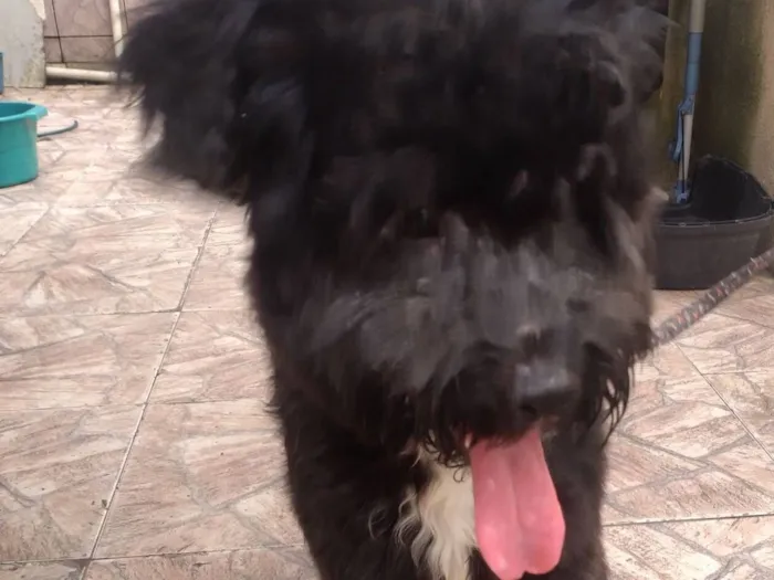 Cachorro raça SRD-ViraLata idade 1 ano nome Bob