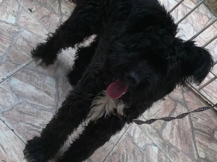Cachorro raça SRD-ViraLata idade 1 ano nome Bob