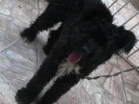 Cachorro raça SRD-ViraLata idade 1 ano nome Bob