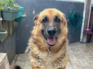 Cachorro raça Pastor Alemão idade 3 anos nome Luna